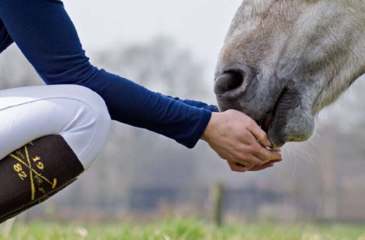 teaserbild hoeveler reformin einstiegsbanner pferdefutter pferd ergaenzungsfutter supplemente m